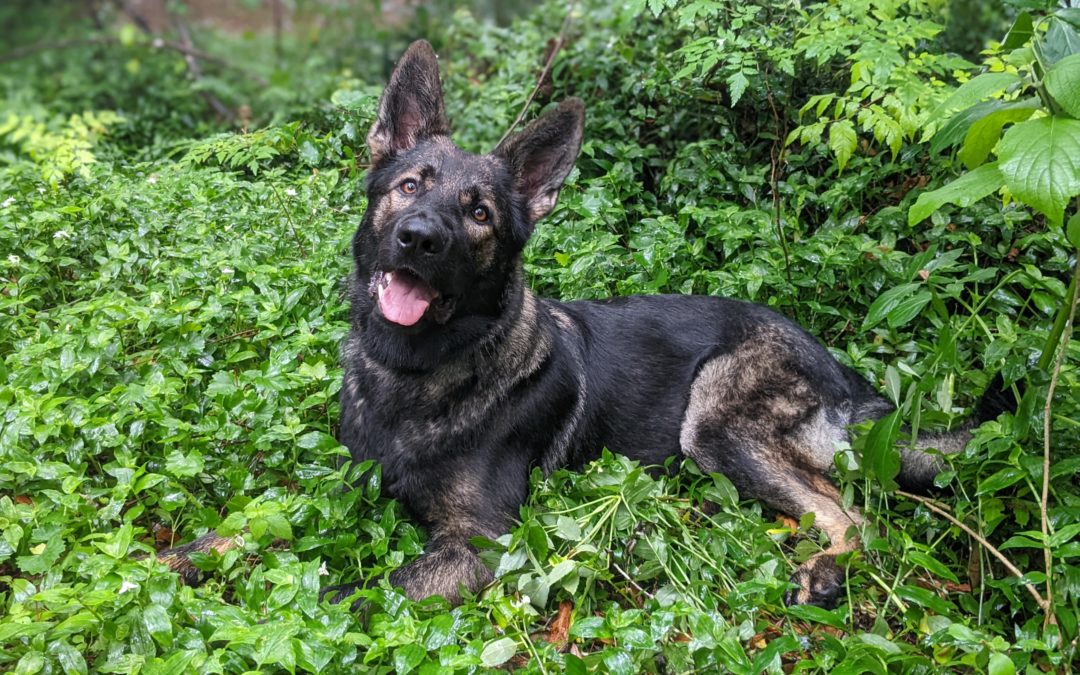 What To Look For In A Working German Shepherd Breeder