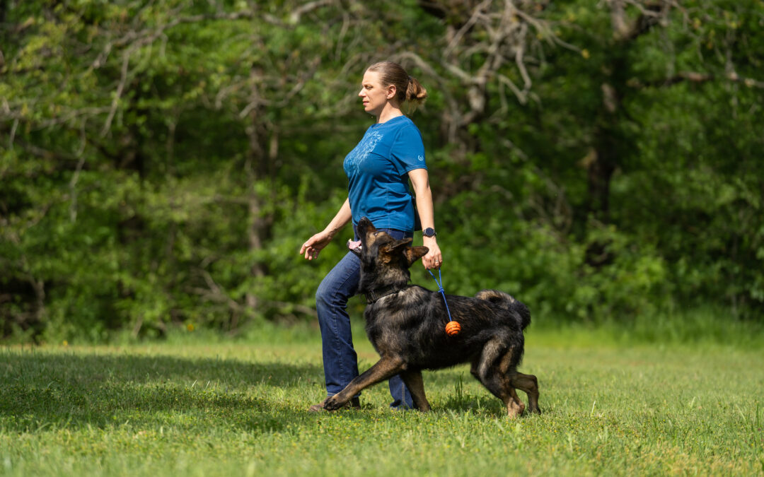 Your Sport Dog Is an Athlete. Train The Whole Damn Athlete.