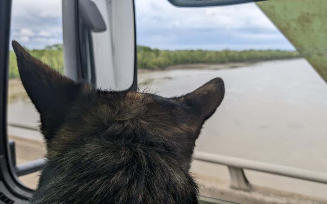 You’re Right, And So Is Your Dog. It’s All A Matter Of Perspective.